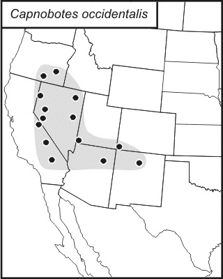 <span class="translation_missing" title="translation missing: fi.medium.untitled.map_image_of, page_name: Capnobotes occidentalis (Thomas &amp; C. 1872)">Map Image Of</span>