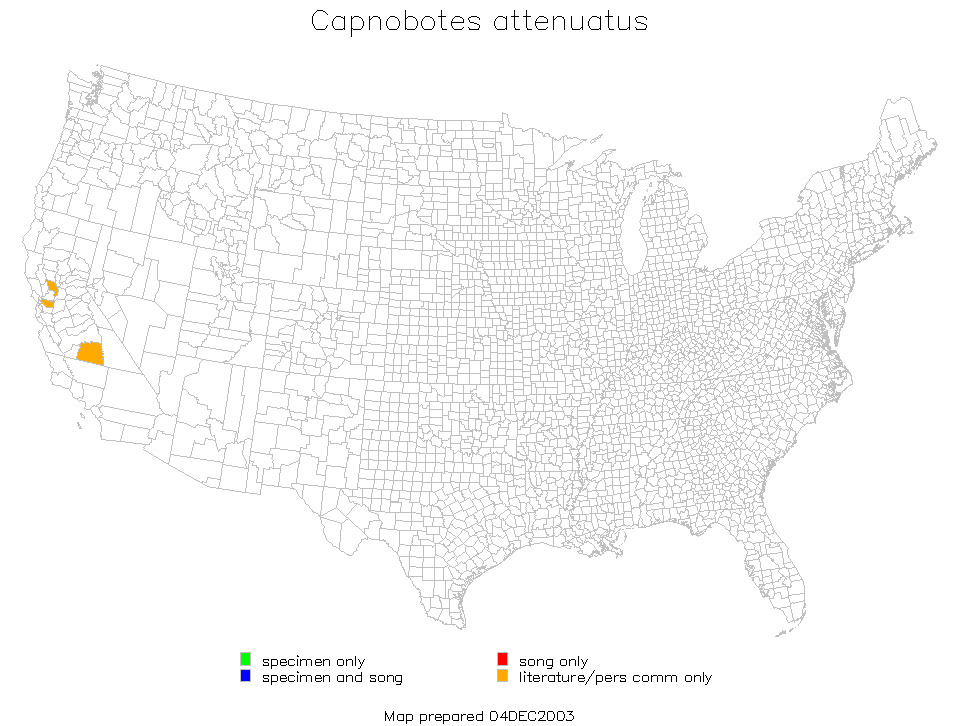 <span class="translation_missing" title="translation missing: fi.medium.untitled.map_image_of, page_name: Capnobotes attenuatus Rentz, D. C. F. &amp; Birchim 1968">Map Image Of</span>