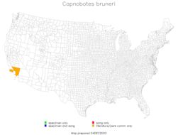 <span class="translation_missing" title="translation missing: en.medium.untitled.map_image_of, page_name: Capnobotes bruneri Scudder &amp; S. H. 1897">Map Image Of</span>