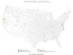 <span class="translation_missing" title="translation missing: en.medium.untitled.map_image_of, page_name: Capnobotes spatulatus Rentz, D. C. F. &amp; Birchim 1968">Map Image Of</span>