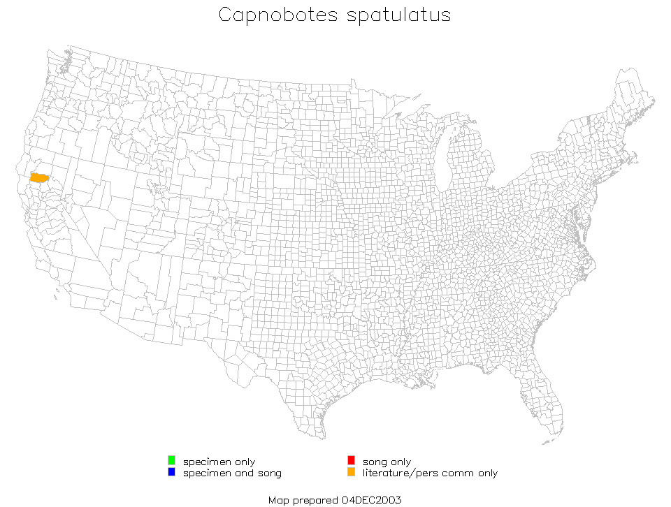 <span class="translation_missing" title="translation missing: fi.medium.untitled.map_image_of, page_name: Capnobotes spatulatus Rentz, D. C. F. &amp; Birchim 1968">Map Image Of</span>