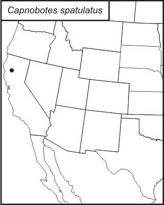 <span class="translation_missing" title="translation missing: ar.medium.untitled.map_image_of, page_name: Capnobotes spatulatus Rentz, D. C. F. &amp; Birchim 1968">Map Image Of</span>