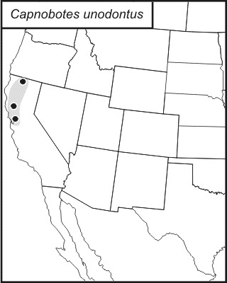 <span class="translation_missing" title="translation missing: en.medium.untitled.map_image_of, page_name: Capnobotes unodontus Rentz, D. C. F. &amp; Birchim 1968">Map Image Of</span>