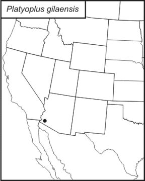 <span class="translation_missing" title="translation missing: pt-BR.medium.untitled.map_image_of, page_name: Platyoplus gilaensis Tinkham 1973">Map Image Of</span>