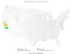 <span class="translation_missing" title="translation missing: en.medium.untitled.map_image_of, page_name: Clinopleura infuscata Caudell 1907">Map Image Of</span>