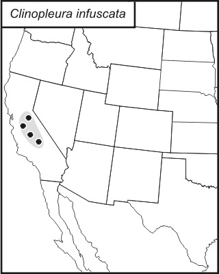 <span class="translation_missing" title="translation missing: en.medium.untitled.map_image_of, page_name: Clinopleura infuscata Caudell 1907">Map Image Of</span>