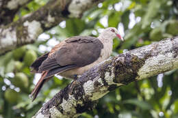 Image of Pink Pigeon