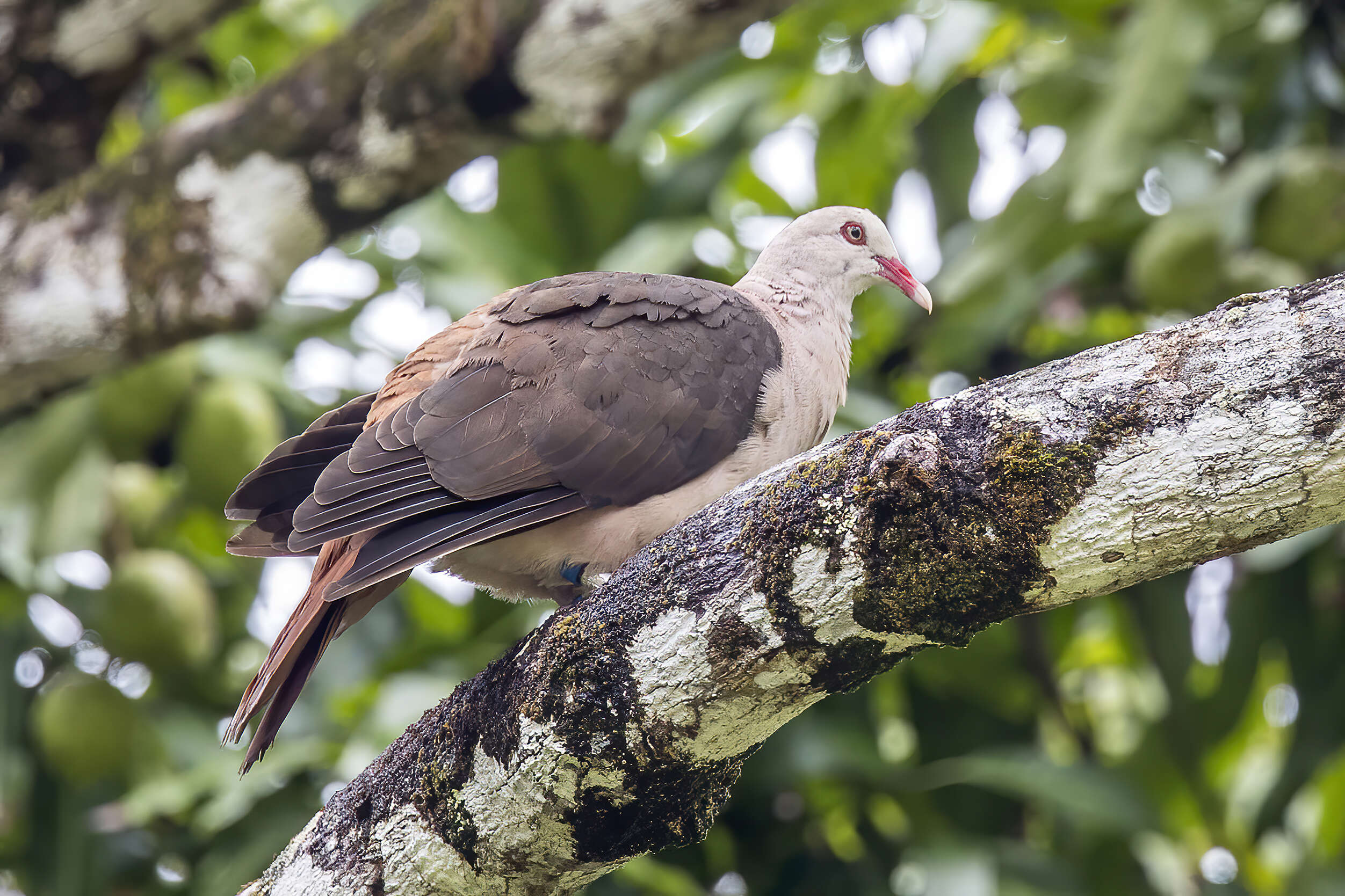 Image of Pink Pigeon