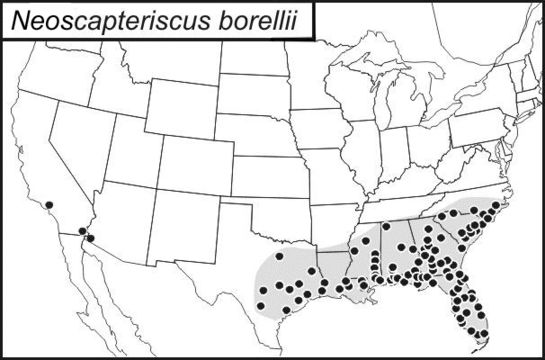 <span class="translation_missing" title="translation missing: zh-TW.medium.untitled.map_image_of, page_name: Neoscapteriscus">Map Image Of</span>