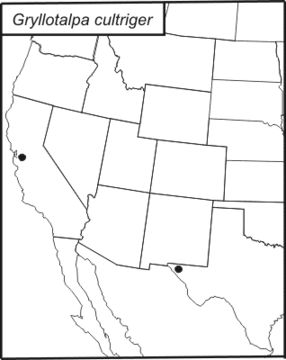 <span class="translation_missing" title="translation missing: en.medium.untitled.map_image_of, page_name: Western Mole Cricket">Map Image Of</span>
