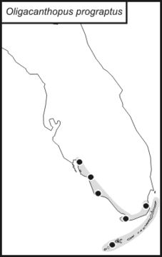 <span class="translation_missing" title="translation missing: pt-BR.medium.untitled.map_image_of, page_name: Oligacanthopus prograptus Rehn, J. A. G. &amp; Hebard 1912">Map Image Of</span>