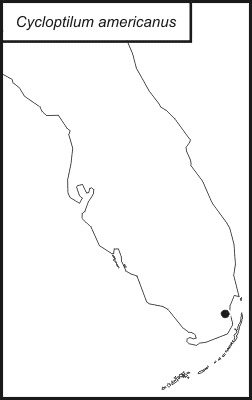 <span class="translation_missing" title="translation missing: fr.medium.untitled.map_image_of, page_name: Cycloptiloides americanus (Saussure 1874)">Map Image Of</span>