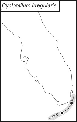 <span class="translation_missing" title="translation missing: fr.medium.untitled.map_image_of, page_name: Cycloptilum irregularis Love &amp; T. J. Walker 1979">Map Image Of</span>