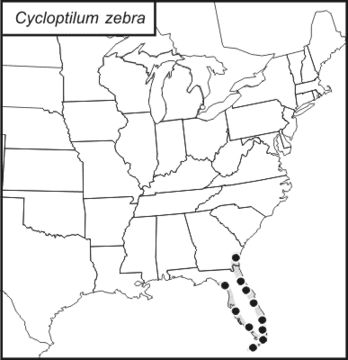 <span class="translation_missing" title="translation missing: fr.medium.untitled.map_image_of, page_name: Cycloptilum zebra (Rehn, J. A. G. &amp; Hebard 1905)">Map Image Of</span>