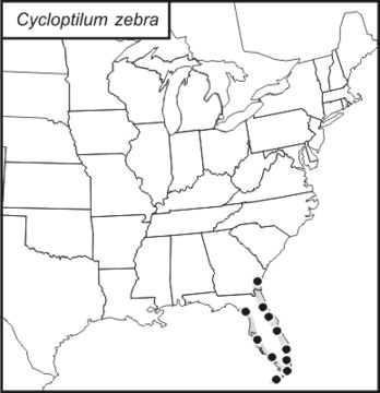 <span class="translation_missing" title="translation missing: en.medium.untitled.map_image_of, page_name: Zebra Scaly Cricket">Map Image Of</span>