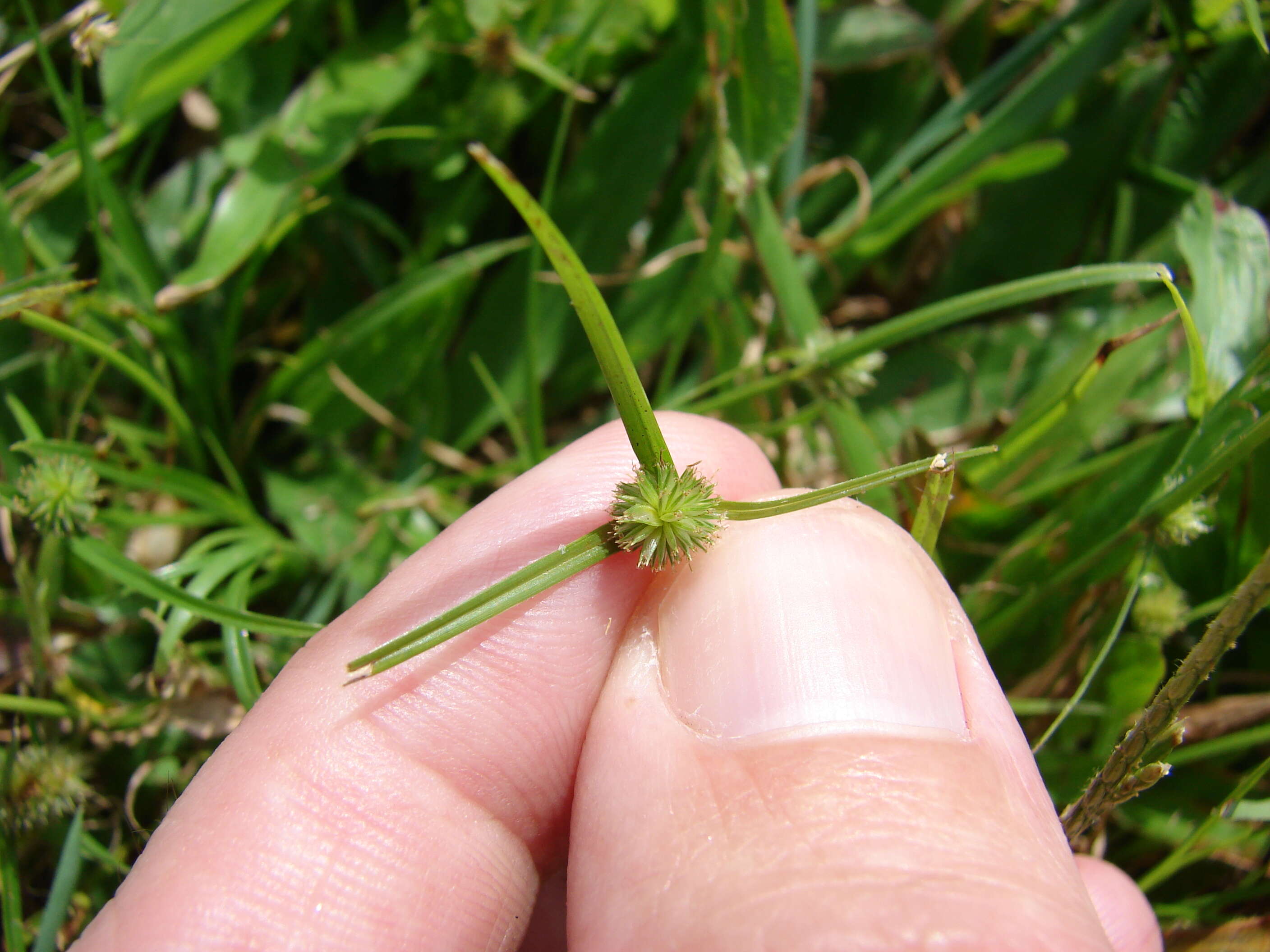 Image of Kyllinga brevifolia