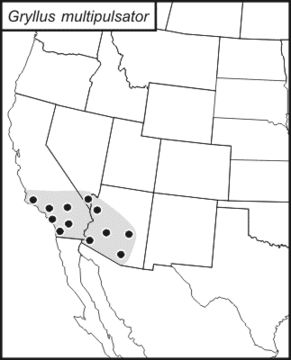 <span class="translation_missing" title="translation missing: en.medium.untitled.map_image_of, page_name: Lone-chirp Field Cricket">Map Image Of</span>