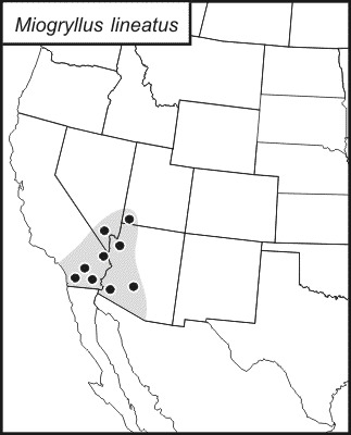 <span class="translation_missing" title="translation missing: ar.medium.untitled.map_image_of, page_name: Miogryllus lineatus (Scudder &amp; S. H. 1876)">Map Image Of</span>