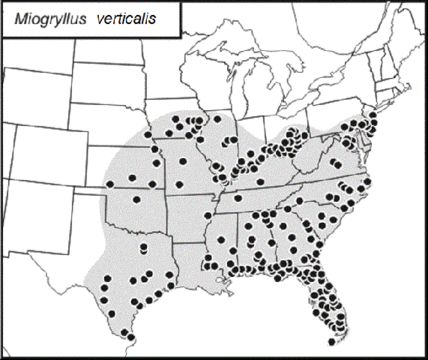 <span class="translation_missing" title="translation missing: pt-BR.medium.untitled.map_image_of, page_name: Miogryllus verticalis (Serville 1838)">Map Image Of</span>