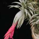 Image of Tillandsia reclinata E. Pereira & Martinelli