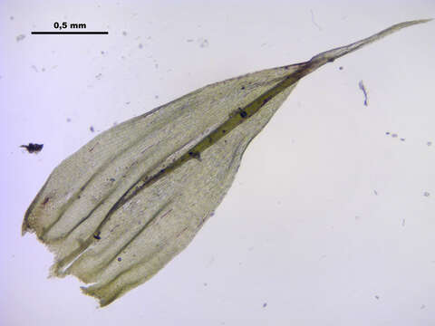 Image of brachythecium moss