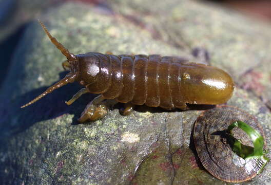 Image of Rockweed Isopod