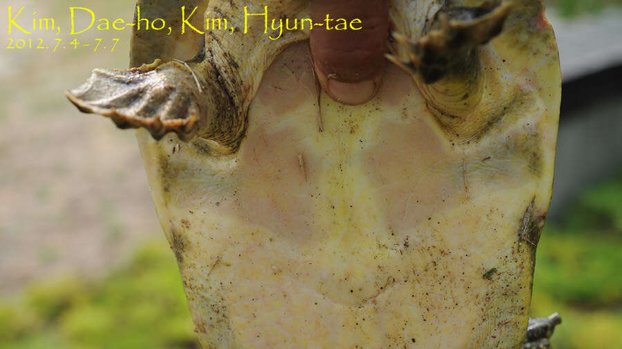 Image of Northern Chinese softshell turtle