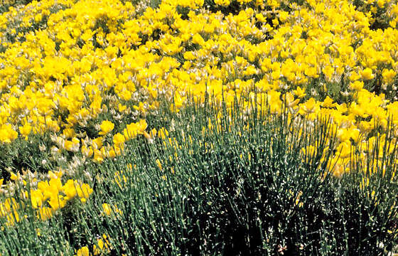 Image of Cytisus oromediterraneus