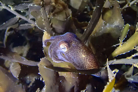 Image of Pacific Bobtail Squid