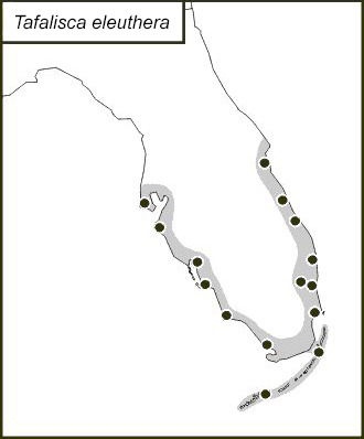 <span class="translation_missing" title="translation missing: fr.medium.untitled.map_image_of, page_name: Tafalisca eleuthera Otte, D. &amp; Perez-Gelabert 2009">Map Image Of</span>