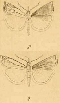 Image of Crambus uliginosellus Zeller 1850