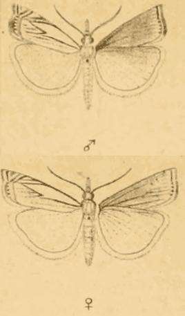 Image of Crambus uliginosellus Zeller 1850