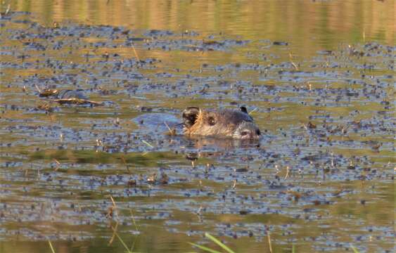 Image of River Rats