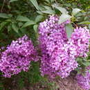 Imagem de Syringa chinensis Willd.