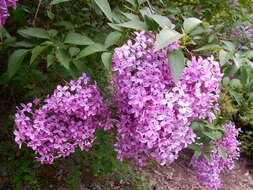 Image de Syringa chinensis Willd.