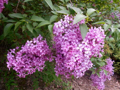 صورة Syringa chinensis Willd.