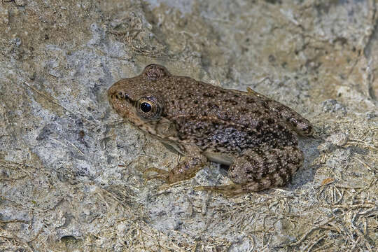 Sivun Pelophylax cypriensis Plötner, Baier, Akn, Mazepa, Schreiber, Beerli, Litvinchuk, Bilgin, Borkin & Uzzell 2012 kuva