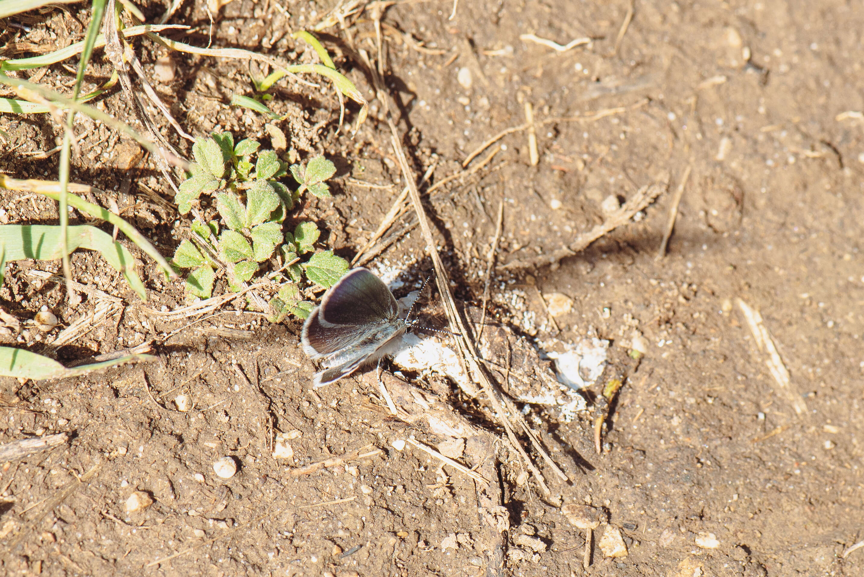 Image of small blue