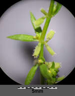 Image of yellow wall bedstraw