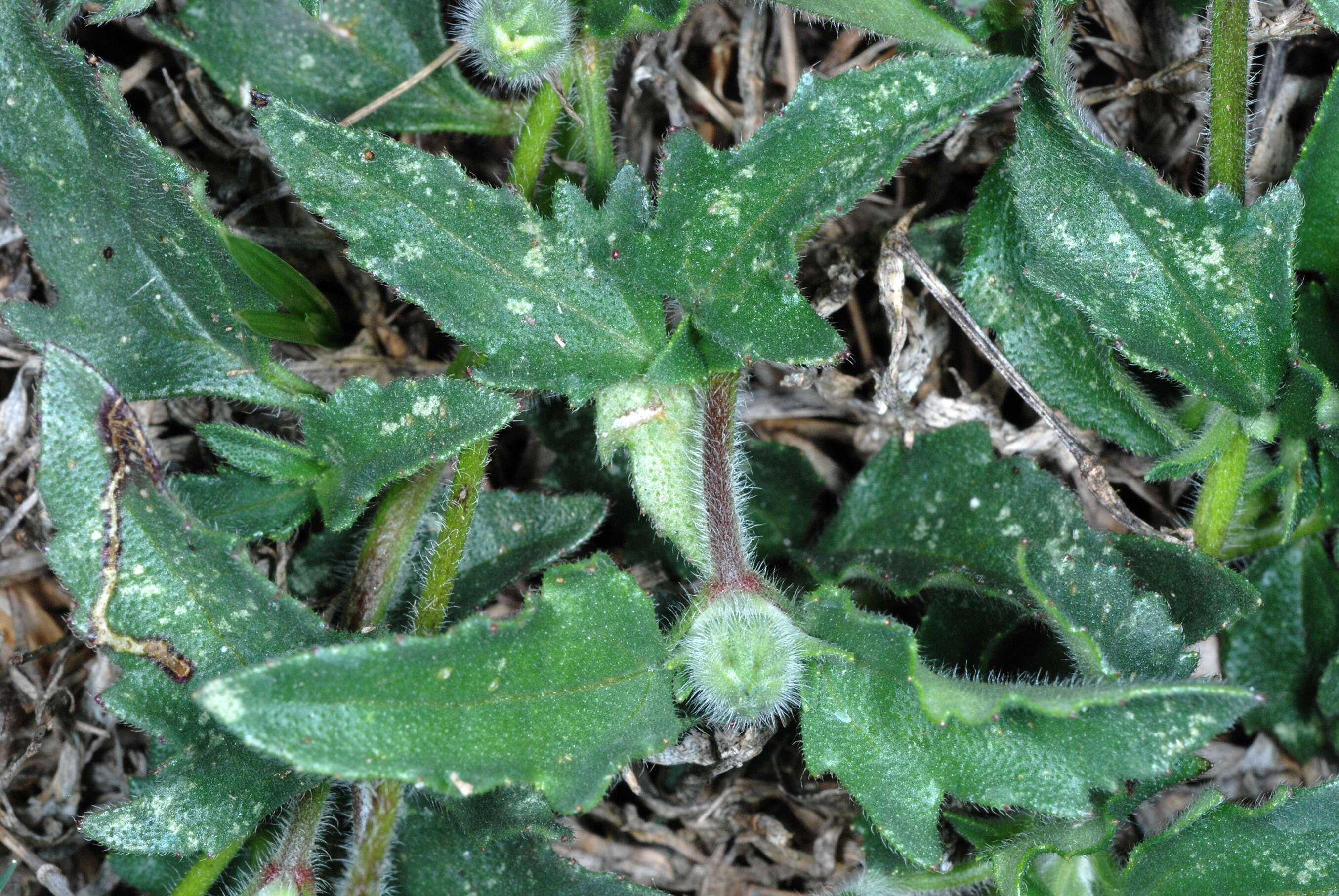 Image de Tridax procumbens L.