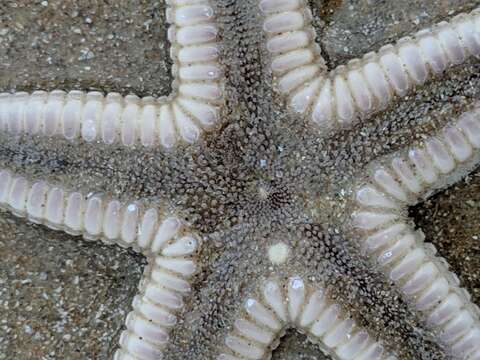 Image of Two-spined sea star