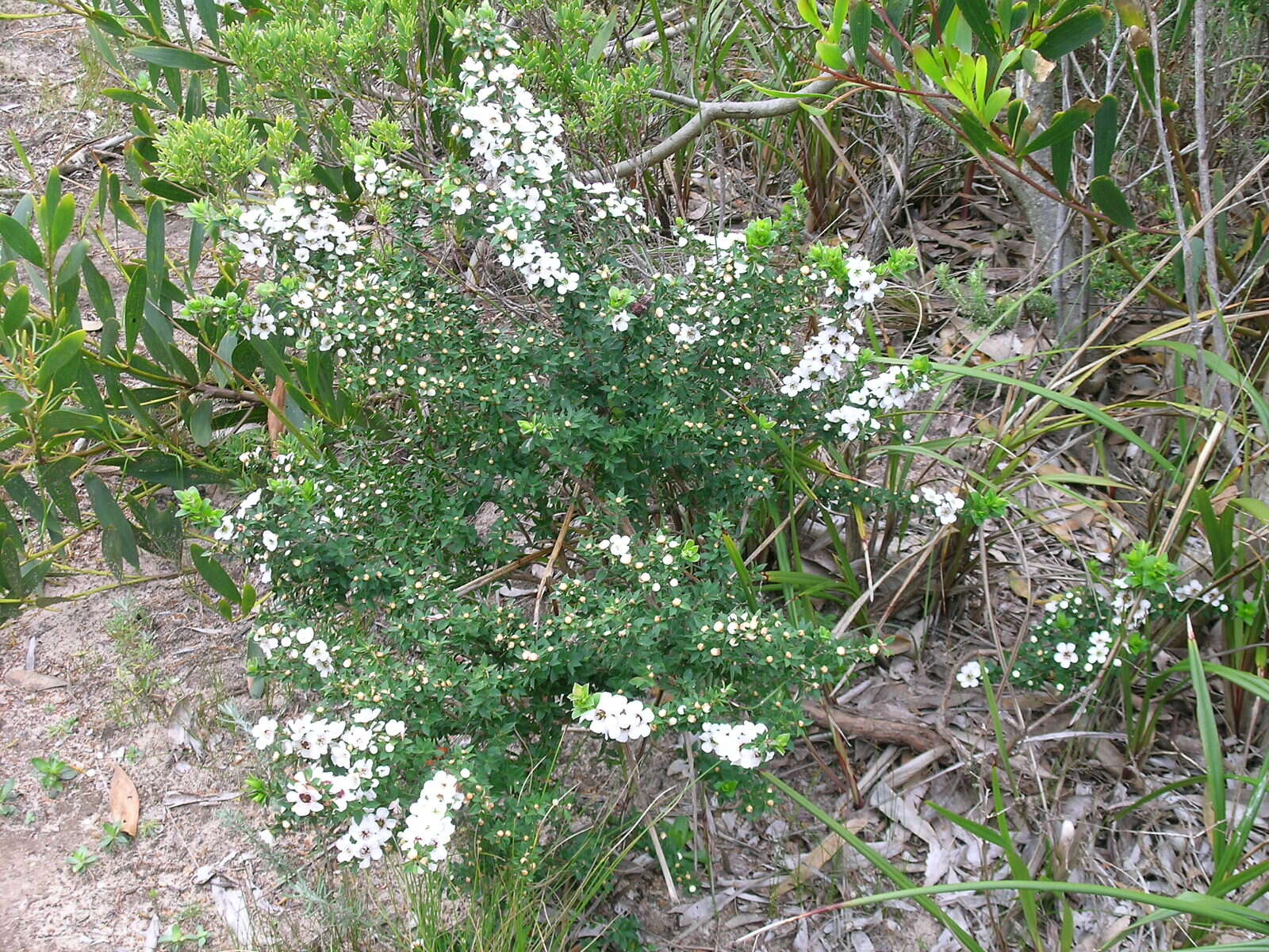 Image of Leptospermum continentale J. Thompson