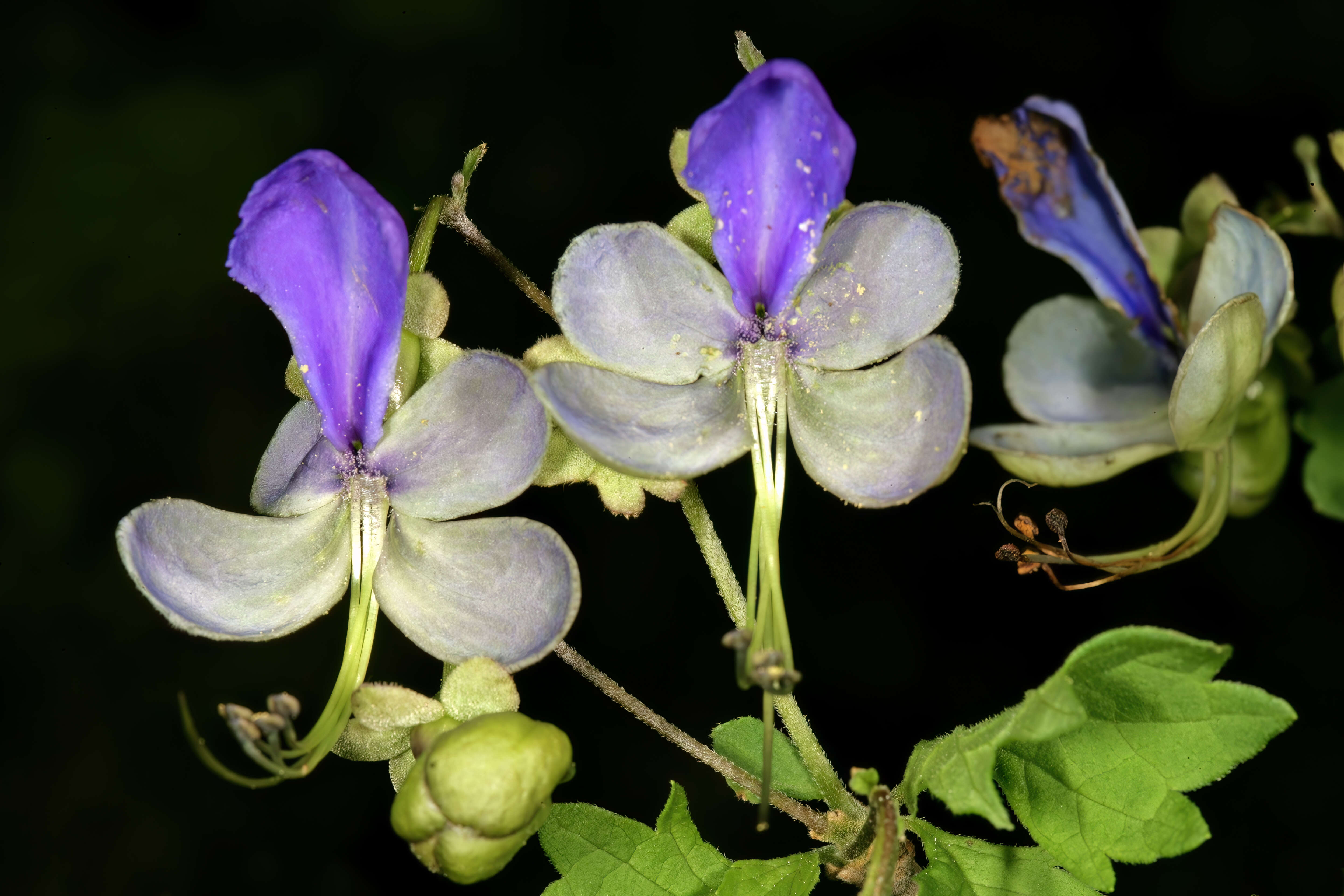 Слика од Rotheca myricoides (Hochst.) Steane & Mabb.