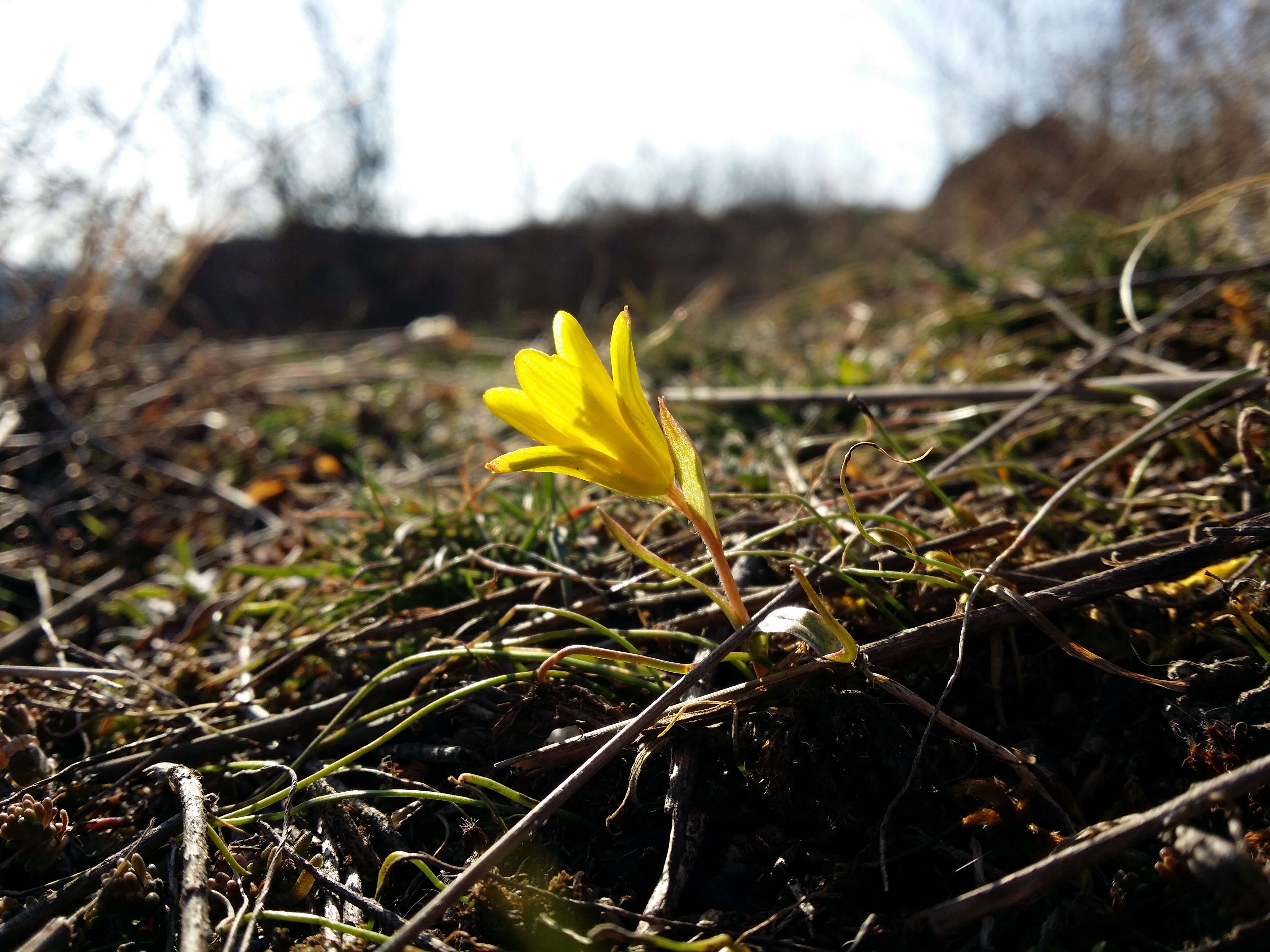 Image of star of Bethlehem