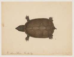 Image of mud turtle