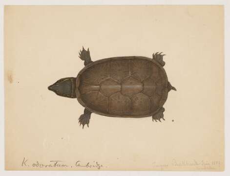 Image of mud turtle