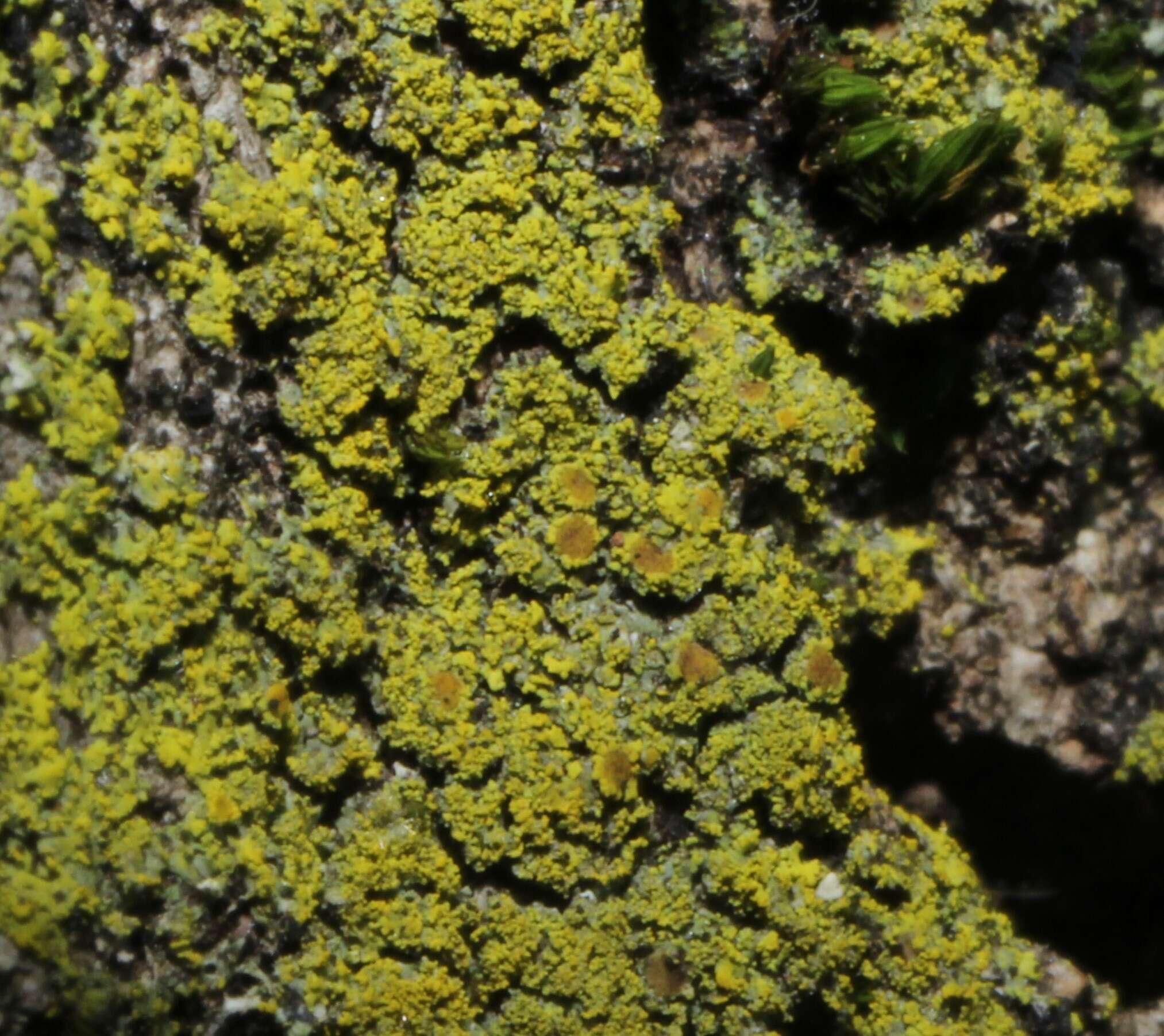 Image of lemon lichen