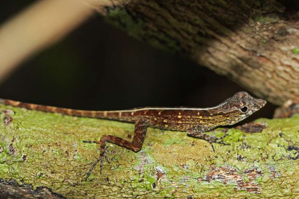 Image of Bueycito Anole