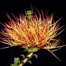 Image of Melaleuca variegata Craven & R. D. Edwards