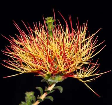 Image of Melaleuca variegata Craven & R. D. Edwards